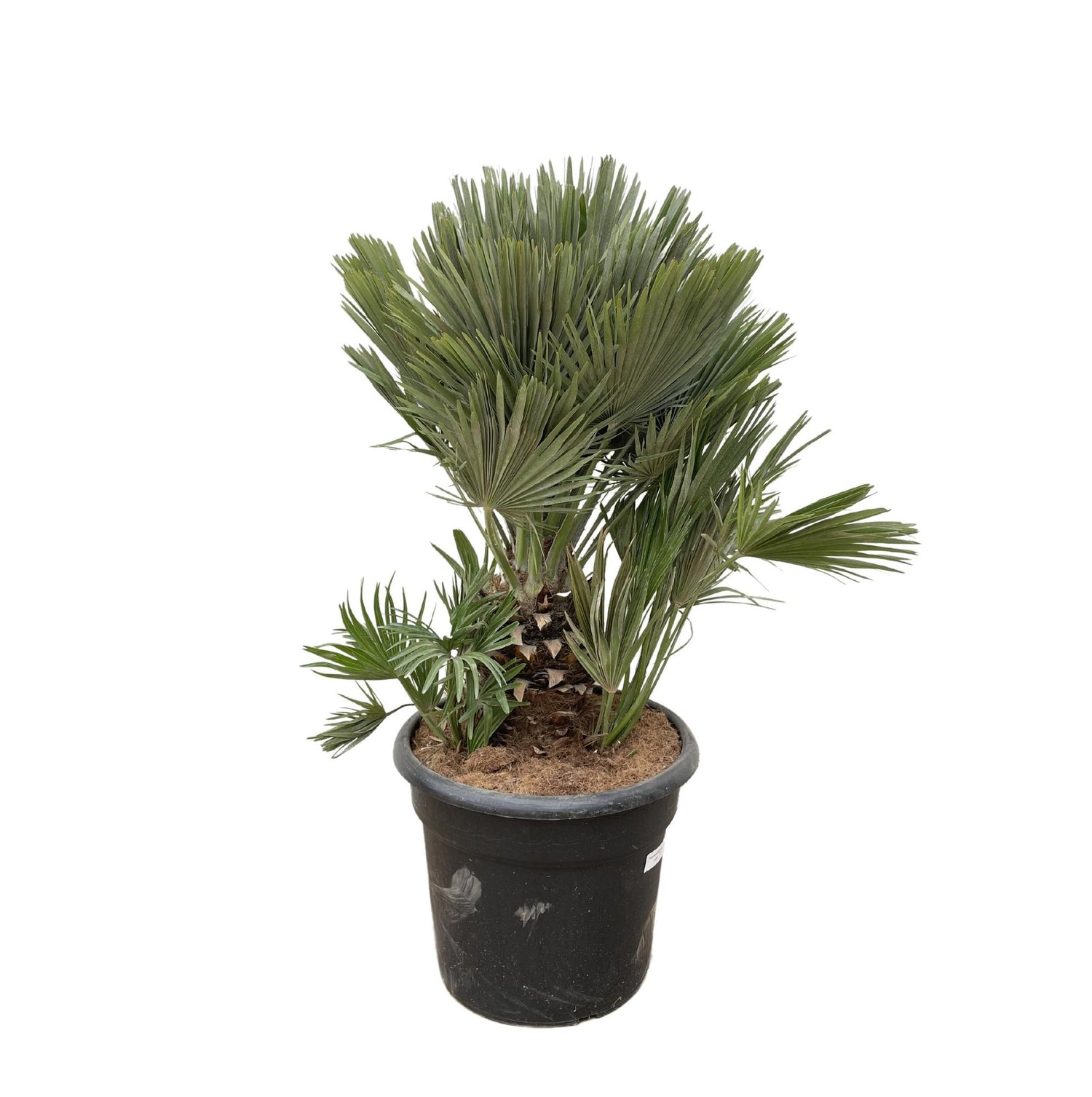 Chamaerops Humilis Compact – Zwergpalme für drinnen &amp; draußen