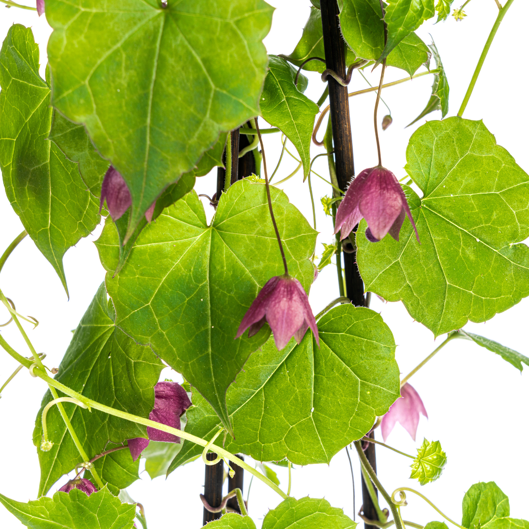 Purpur-Glockenwinde &