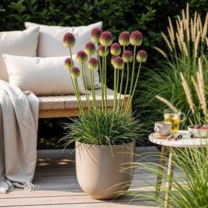 Blumenzwiebeln Allium Sphaerocephalon | 100 Stück Lila – Zwiebelgröße 5/6 – XXL Pack - Wurzelwerk Design