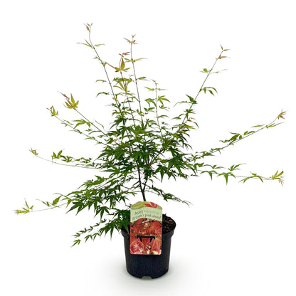 Japanischer Ahorn Pink Dwarf in Topf, rosa Laubabwerfender Baum, 70cm hoch, 19cm Topf, Everspring