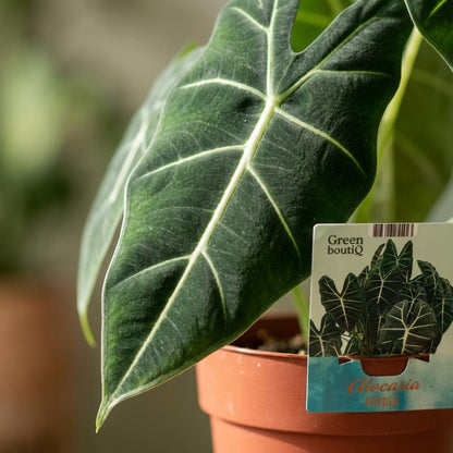 Alocasia Frydek kaufen | Elefantenohr – Topf Ø 19 cm, Höhe 60 cm - Wurzelwerk Design