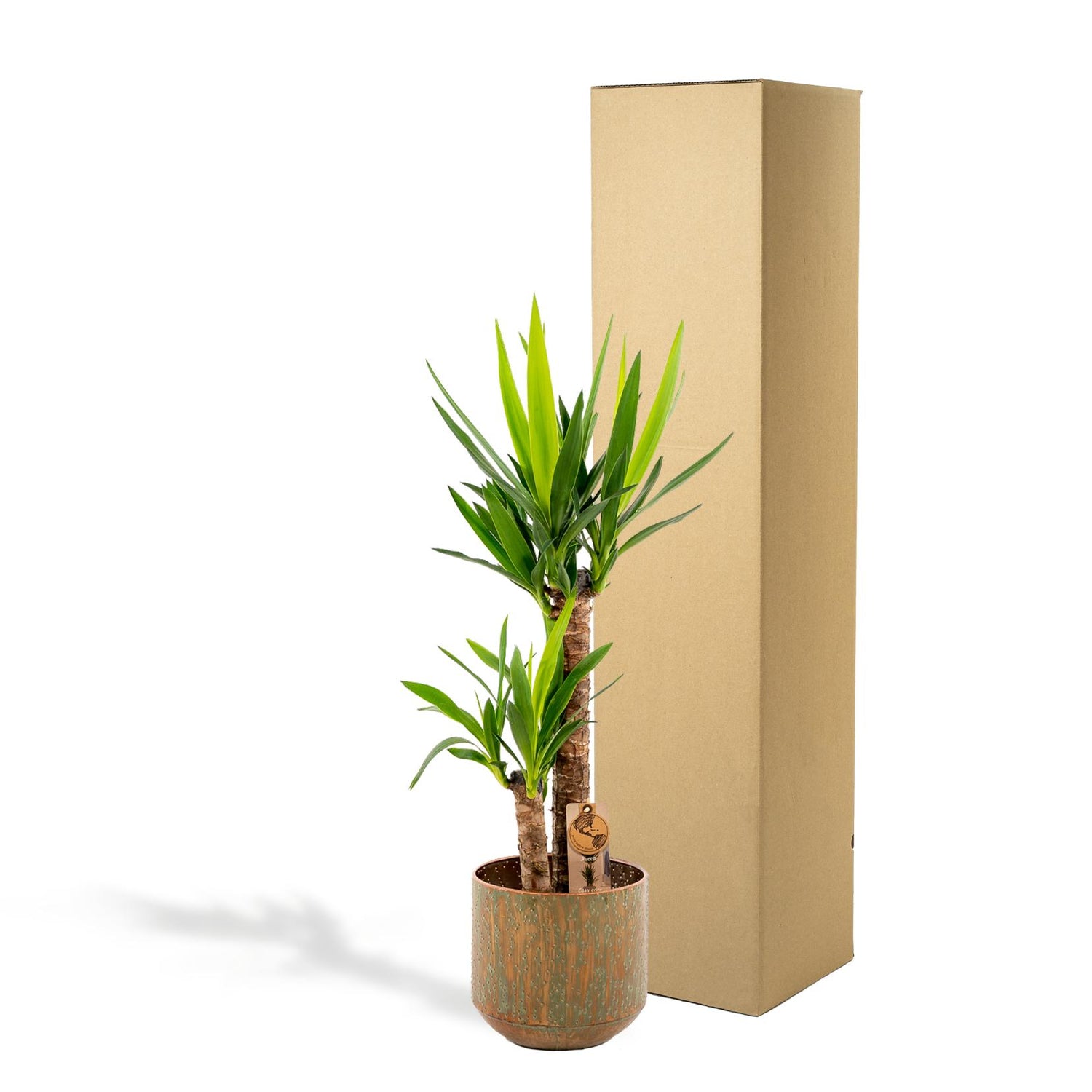 Yucca mit Übertopf kaufen | ca. 100 cm, Ø 21 cm