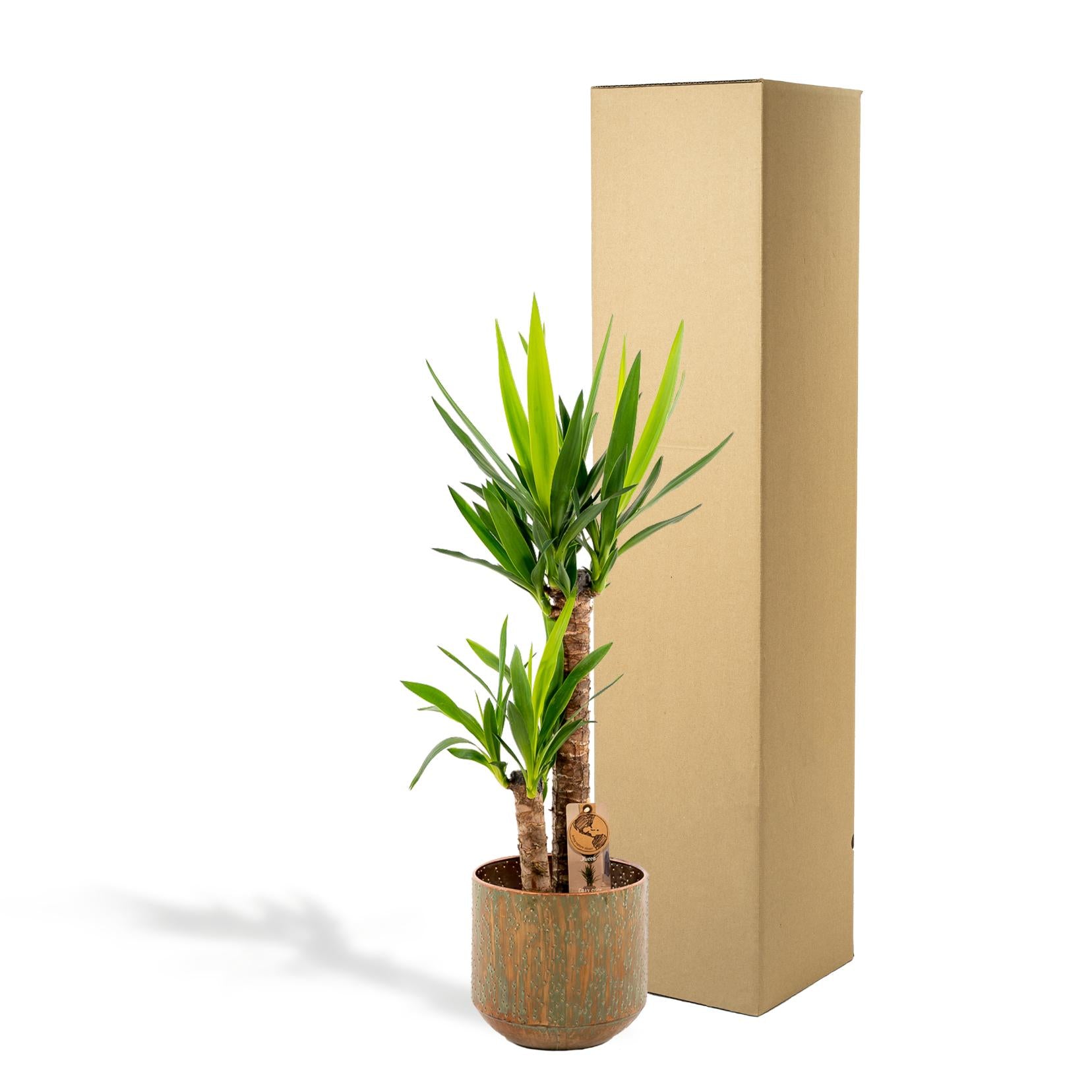 Yucca mit Übertopf kaufen | ca. 100 cm, Ø 21 cm
