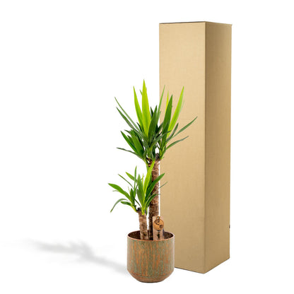 Yucca mit Übertopf kaufen | ca. 100 cm, Ø 21 cm