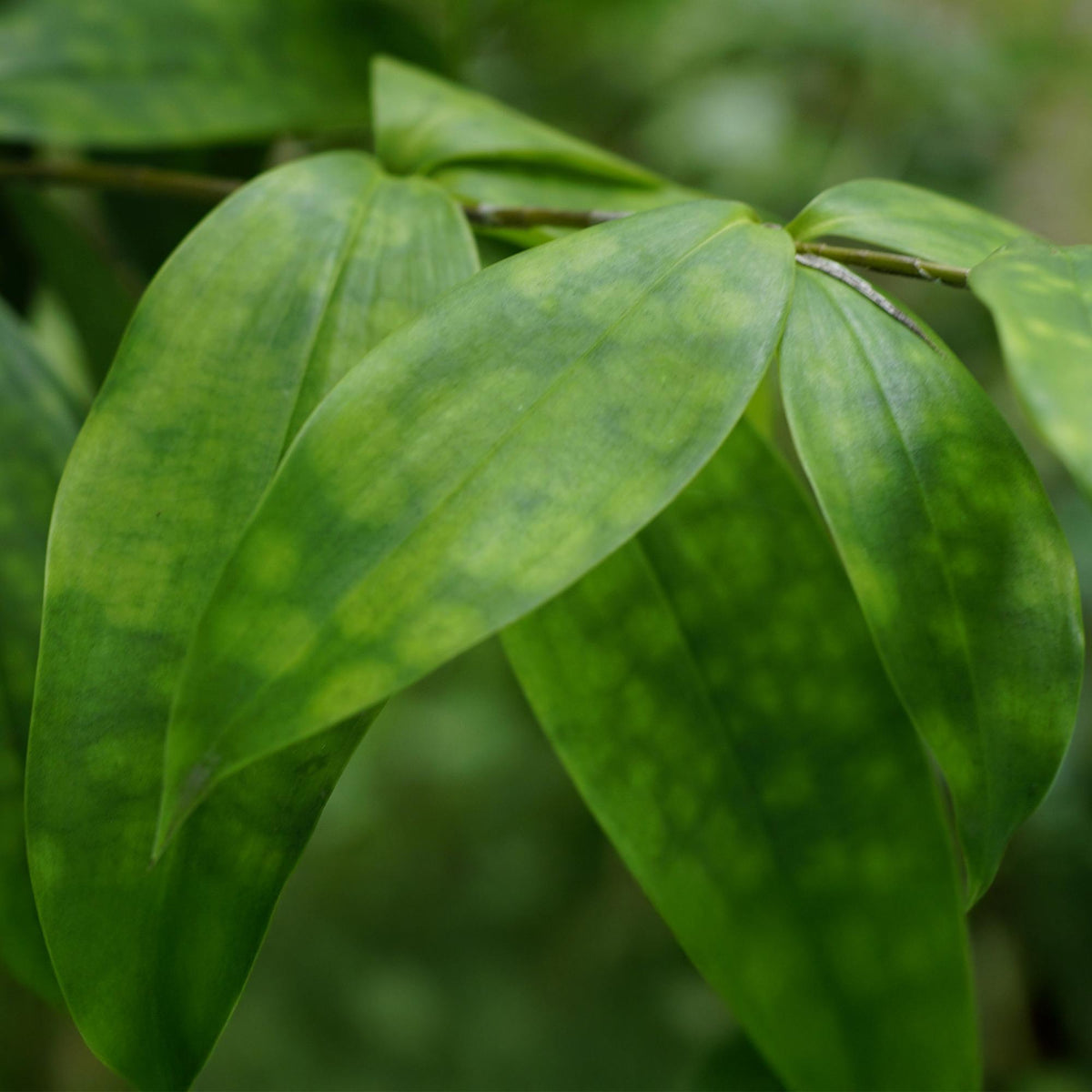 Everspring Drachenbaum Dracaena surculosa in Korb, 60-70cm hohe Zimmerpflanze mit grünen Blättern