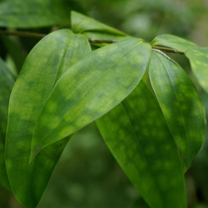 Everspring Drachenbaum Dracaena surculosa in Korb, 60-70cm hohe Zimmerpflanze mit grünen Blättern