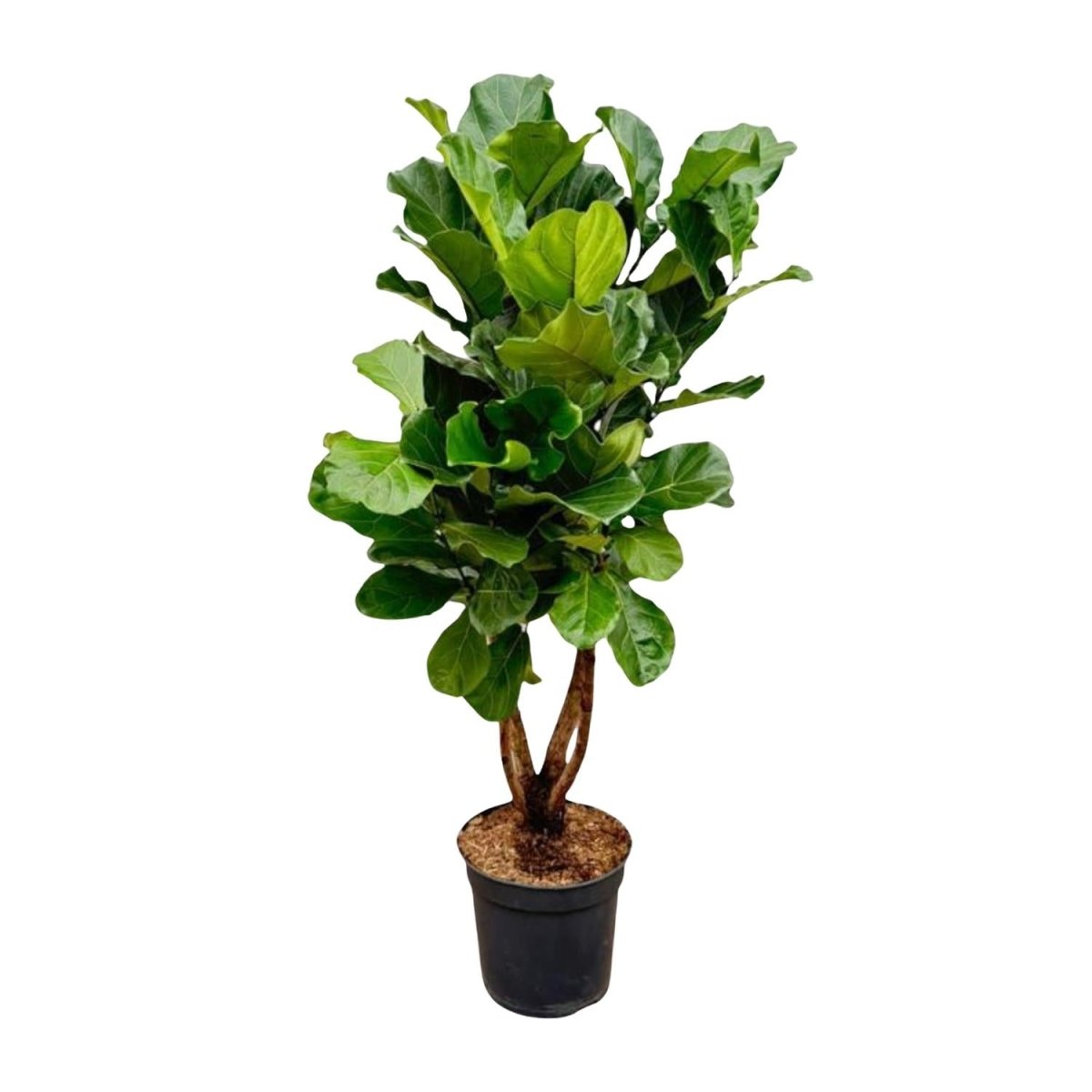 Ficus Lyrata kaufen – Geigenfeige 80–270 cm | auf Stamm - Wurzelwerk Design