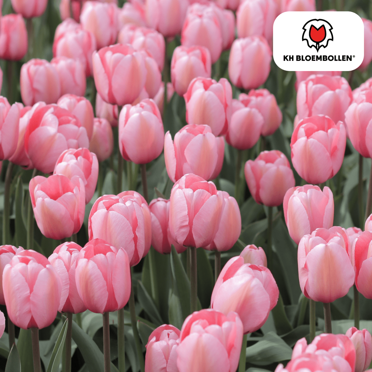 Tulpenzwiebeln Apricot Delight | 20 Stück - Wurzelwerk Design