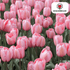 Bunte Tulpenzwiebeln Apricot Delight von Everspring, 20 Stück, frisch und gesund, für schöne Frühlingsblumen.