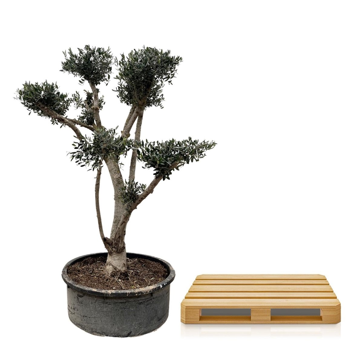 Olea europaea ‘Pompon’ – Bonsai - Olivenbaum im Topf - Wurzelwerk Design