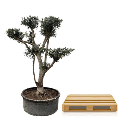 Olea europaea ‘Pompon’ – Bonsai - Olivenbaum im Topf - Wurzelwerk Design