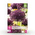 Allium Miami Blumenzwiebeln | 15 Stück Lila – Zwiebelgröße 10/11 – XXL Pack - Wurzelwerk Design