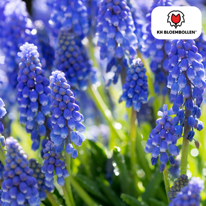 Muscari Blue Moon – 20 Stück | Zarte Traubenhyazinthen - Wurzelwerk Design