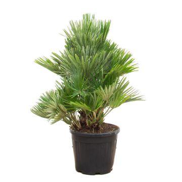 Chamaerops Humilis Compact – Zwergpalme für drinnen &amp; draußen