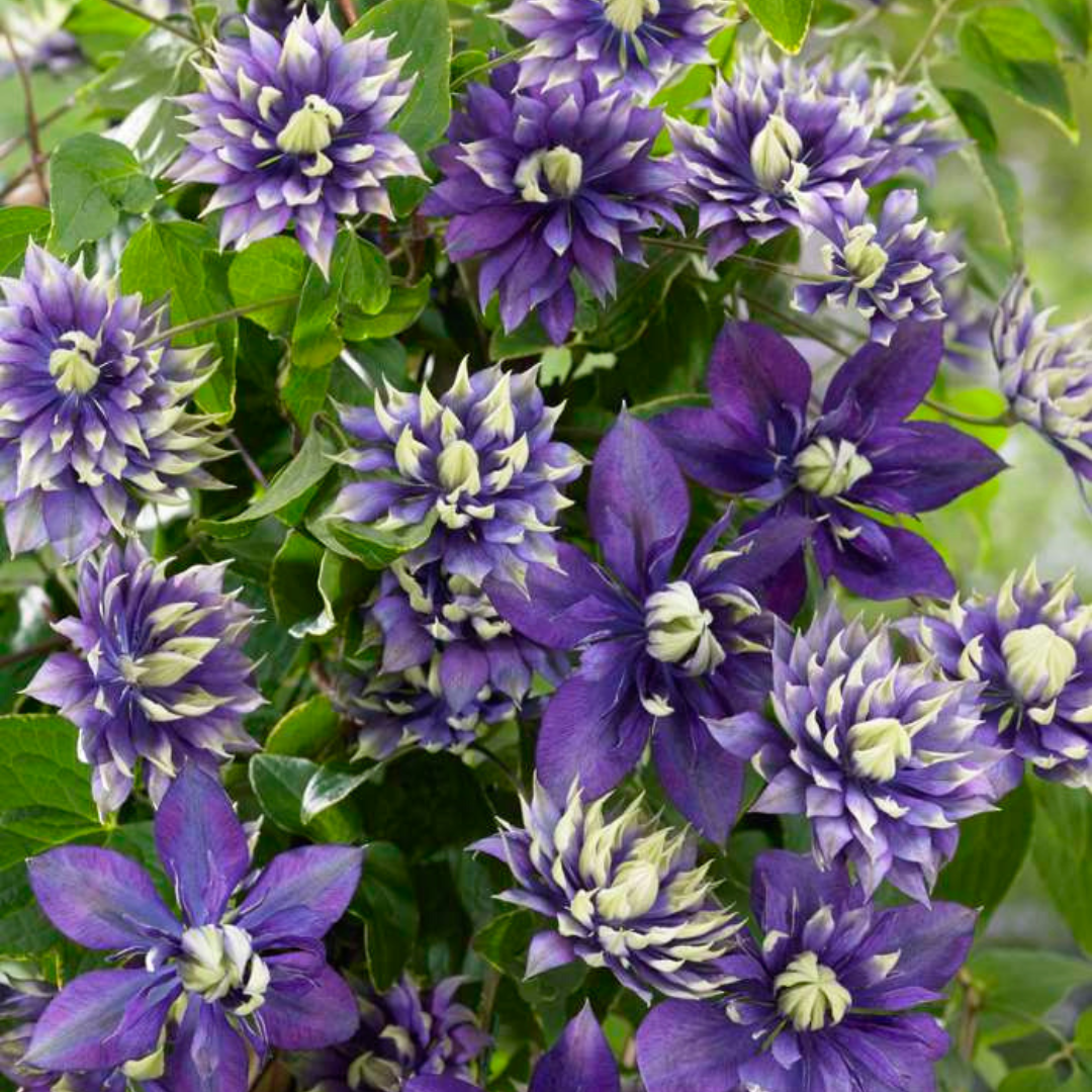Clematis &