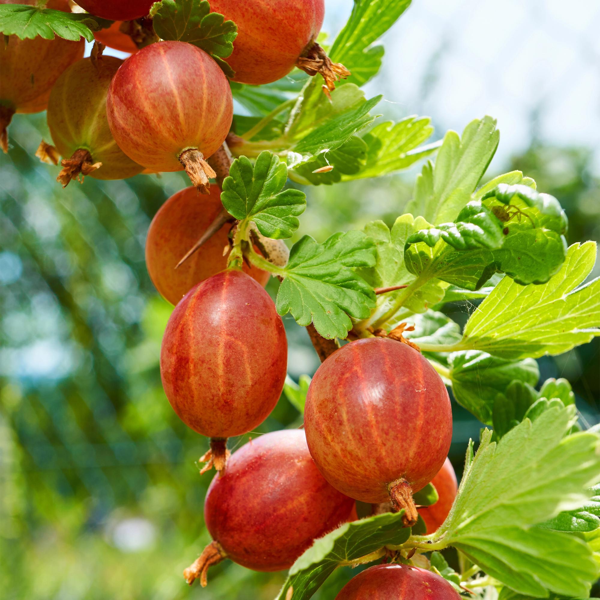 Zwei Ribes uva-crispa Hinnomäki Röd Stachelbeer-Pflanzen im Topf, 11 cm Durchmesser, etwa 40 cm hoch, mit grünen Blättern