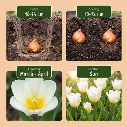 Triumph-Tulpe Weiß – Tulipa online kaufen | 30 bis 120 Blumenzwiebeln, standfest &amp; langstielig – Wurzelwerk Design