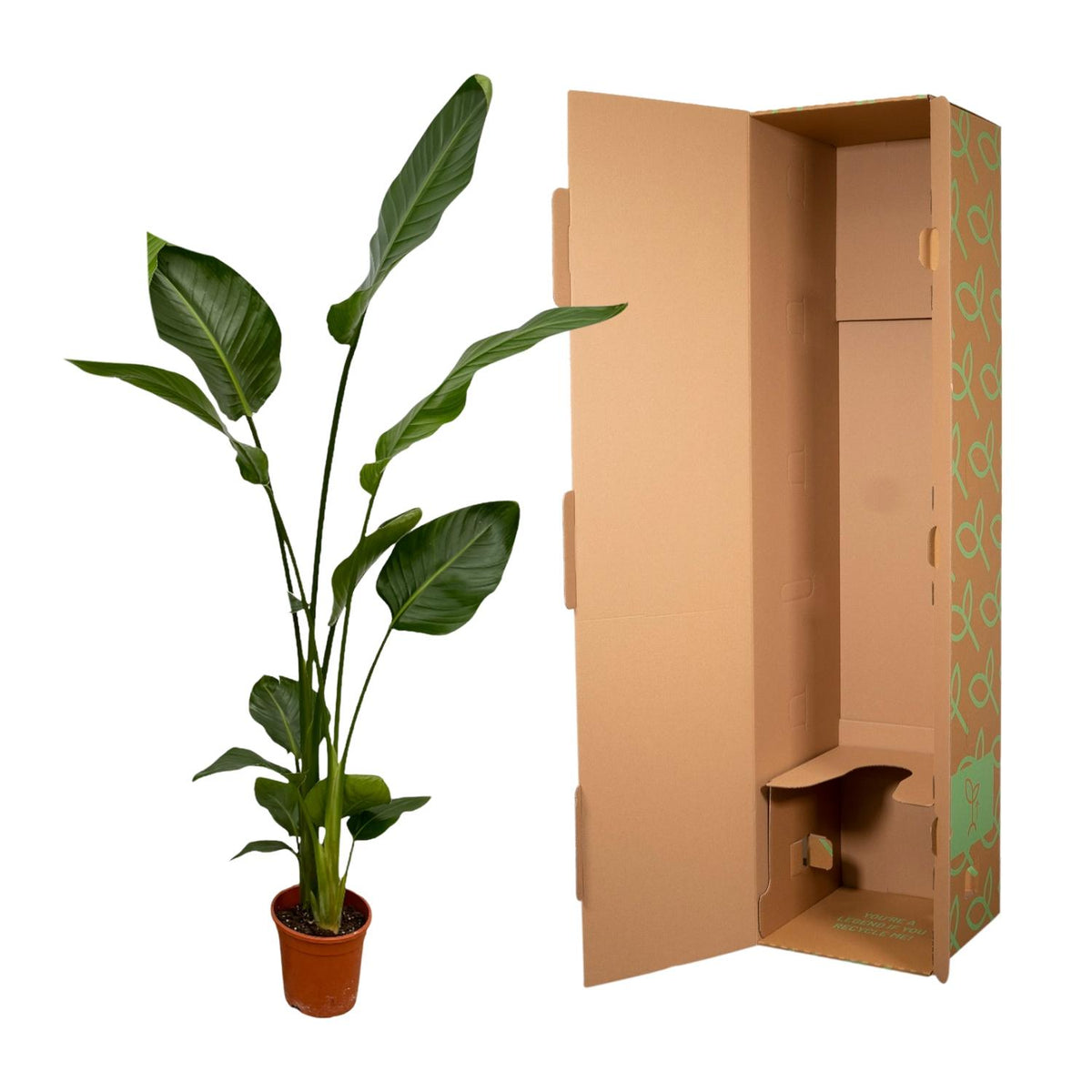Zwei Strelitzia Nicolai Pflanzen, 130 cm hoch, mit großen grünen Blättern, in Töpfen, von Everspring.