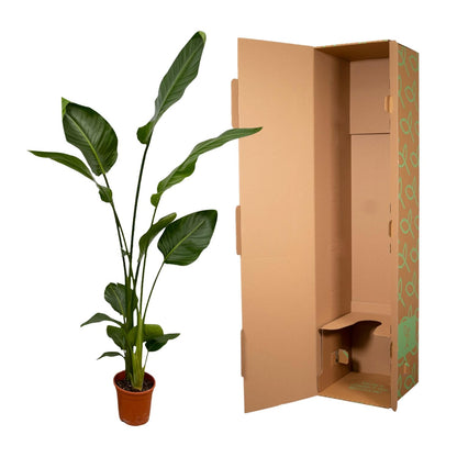 Zwei Strelitzia Nicolai Pflanzen, 130 cm hoch, mit großen grünen Blättern, in Töpfen, von Everspring.