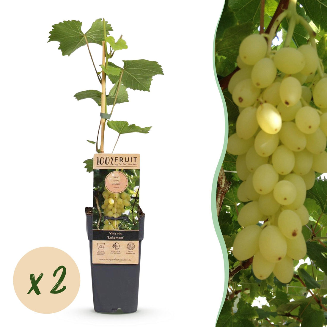 Zwei kernlose Weintraubenpflanzen Vitis vinifera &