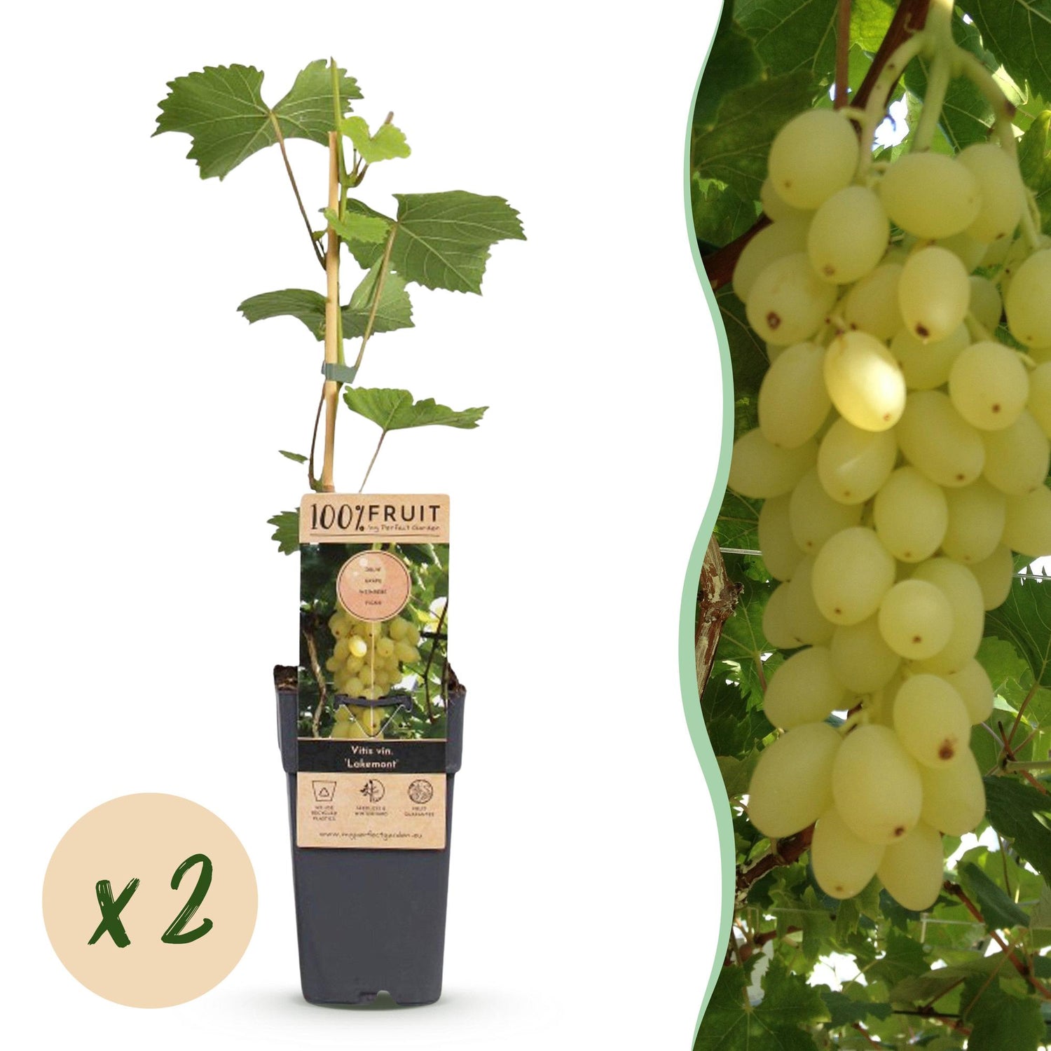 Zwei kernlose Weintraubenpflanzen Vitis vinifera &