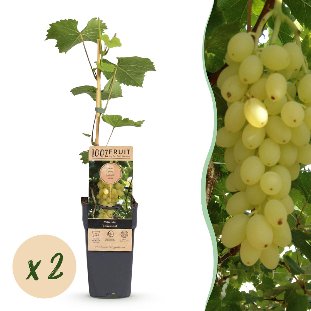 Zwei kernlose Weintraubenpflanzen Vitis vinifera &