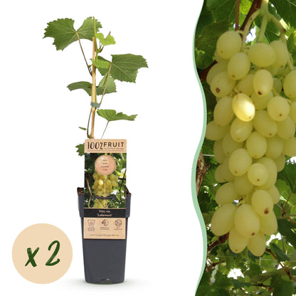 Zwei kernlose Weintraubenpflanzen Vitis vinifera &