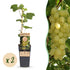 Zwei kernlose Weintraubenpflanzen Vitis vinifera &