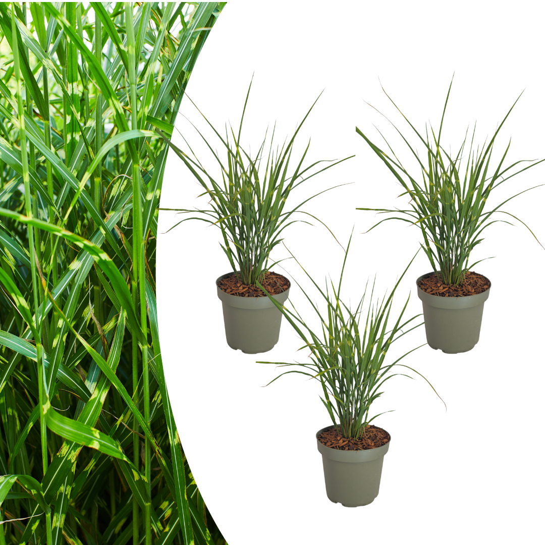 Zebragras kaufen | 3× Miscanthus sinensis Zebrinus, Ø 12 cm