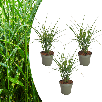 Zebragras kaufen | 3× Miscanthus sinensis Zebrinus, Ø 12 cm
