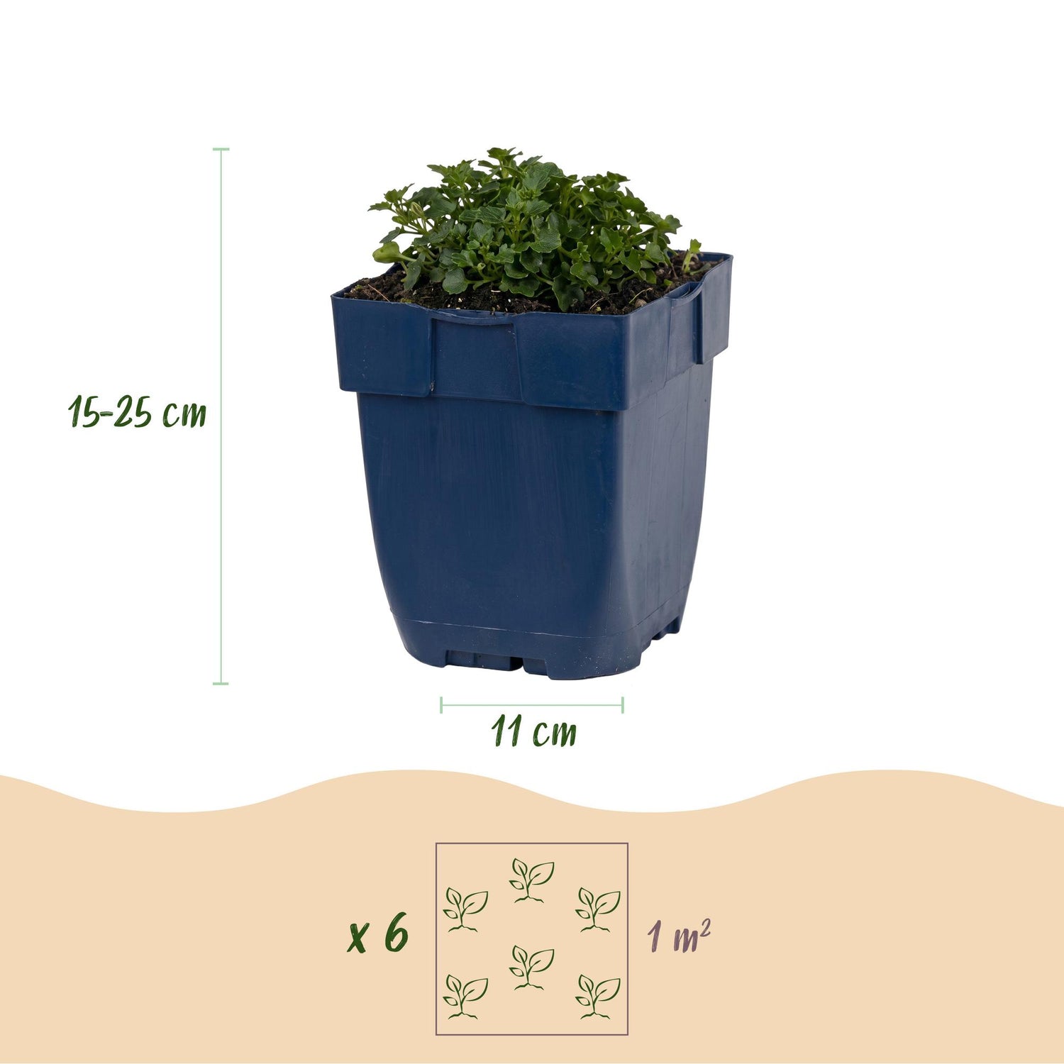 Dalmatiner-Glockenblume kaufen | Campanula portenschlagiana, 6er-Set