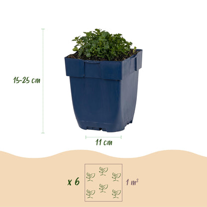 Dalmatiner-Glockenblume kaufen | Campanula portenschlagiana, 6er-Set