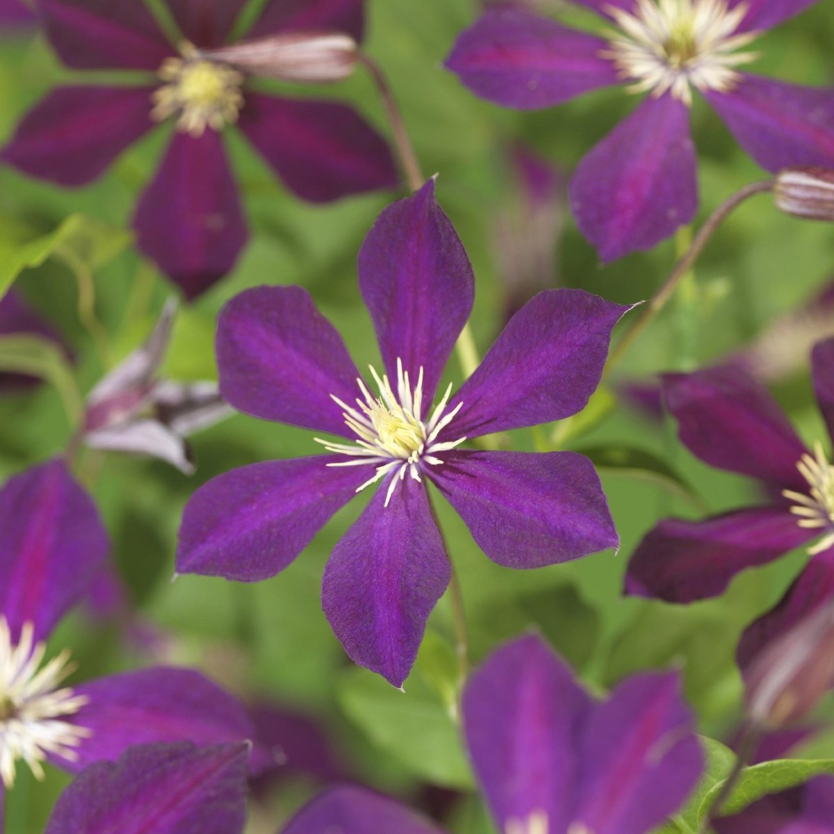 Clematis Mikelite - Blüte Lila - Wenig Pflege - 2 Pflanzen - Topf 11cm Höhe 40cm - Wurzelwerk Design