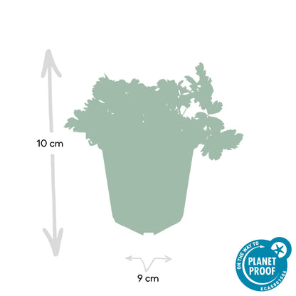 24x Waldsteinia ternata – Immergrüner Bodendecker für Beete &amp; Gehölzränder – Höhe 10–25 cm – Ø 9 cm