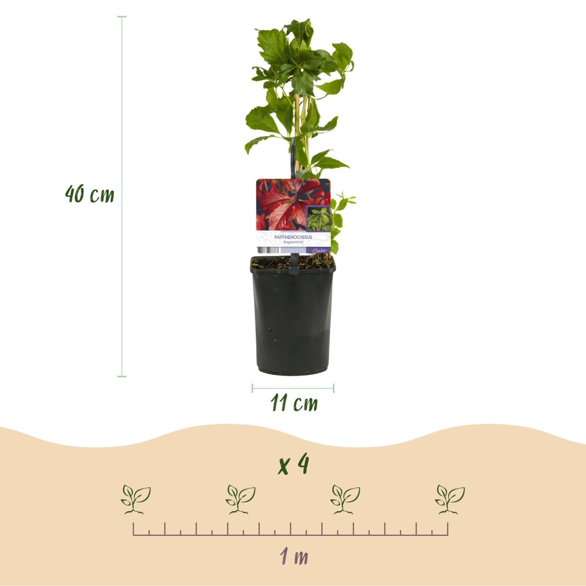 Parthenocissus &