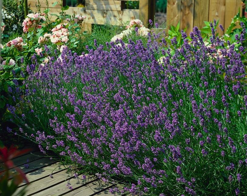 24x Lavandula ang. &