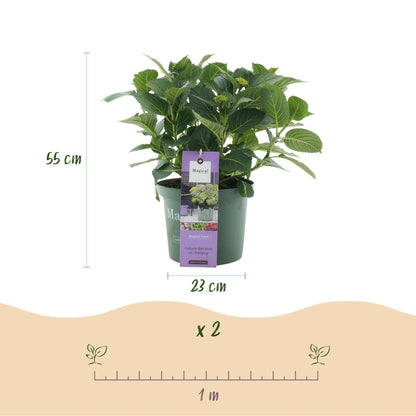 Balkon - Hortensie Blau – 2 Pflanzen – 6–10 Blüten – Ø23 cm Topf – Höhe ca. 55 cm - Wurzelwerk Design