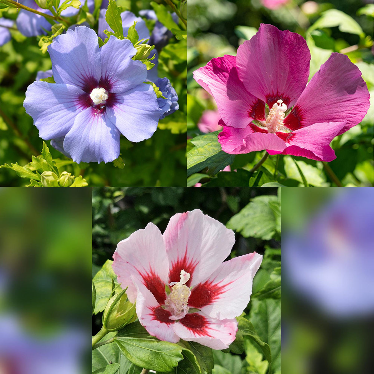 Hibiscus syriacus Tricolour Terrasse Pflanze in Topf, blühend in Weiß, Rosa und Violett, winterhart, etwa 90cm hoch