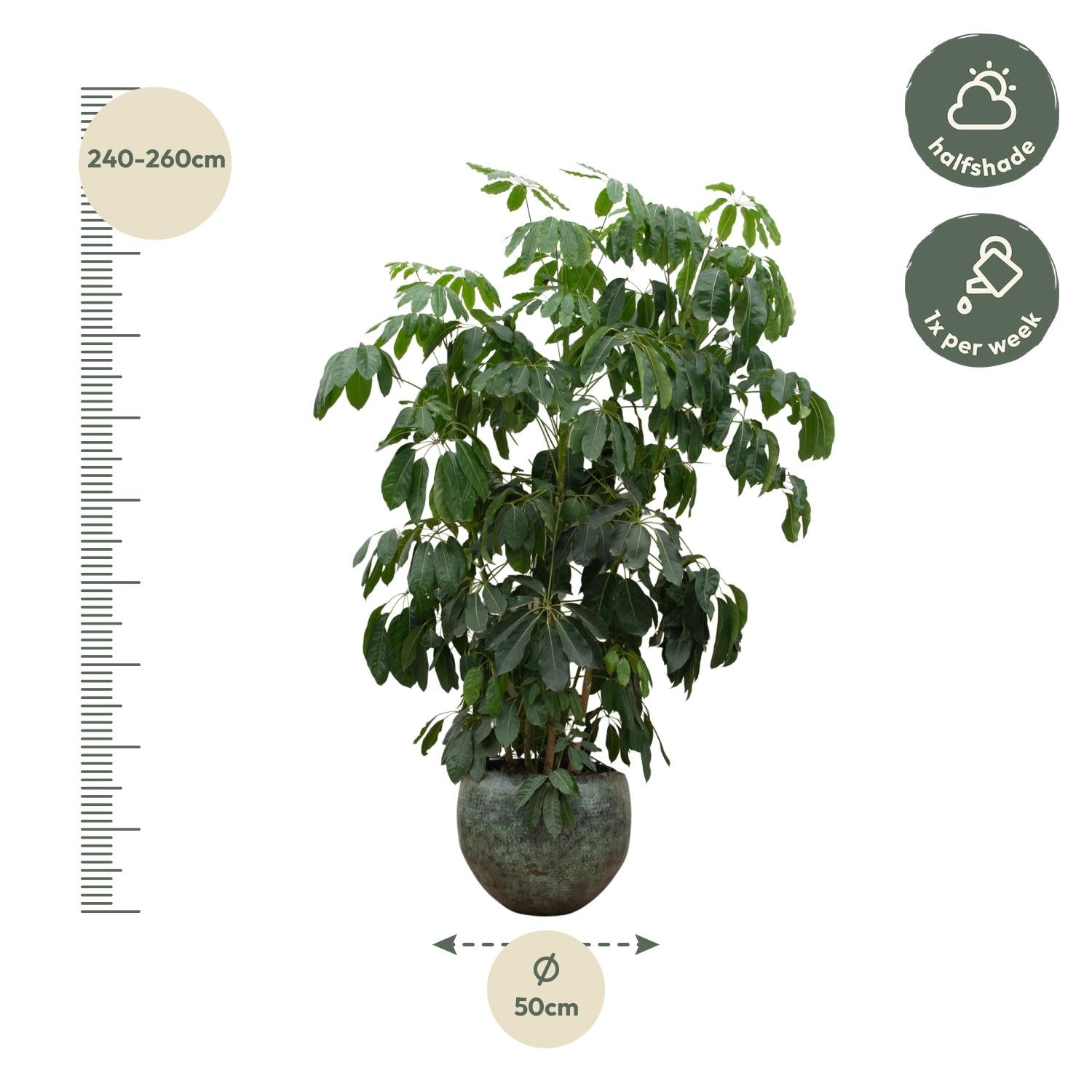 Große Schefflera Amate XL Pflanze von Everspring, 220 cm hoch mit einem Durchmesser von 45 cm, grüne Blätter, pflanzenartige Optik