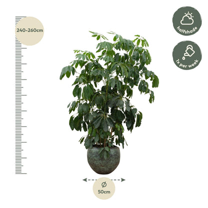 Große Schefflera Amate XL Pflanze von Everspring, 220 cm hoch mit einem Durchmesser von 45 cm, grüne Blätter, pflanzenartige Optik