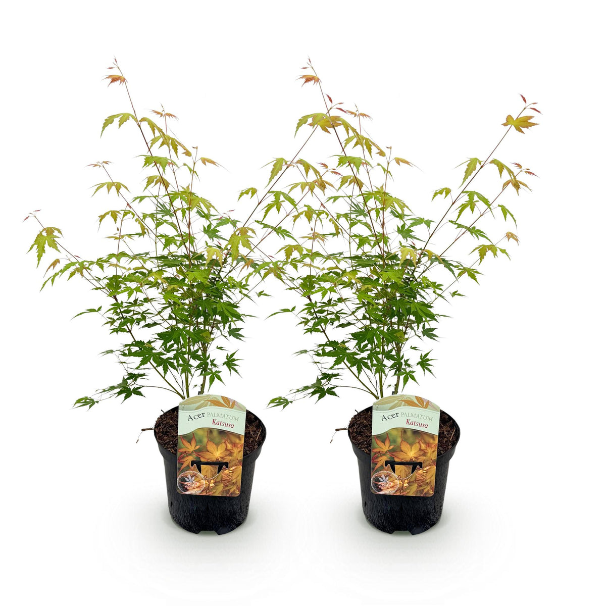 Zwei japanische Ahorn Katsura Pflanzen mit orangefarbenem Laub, Topf 19cm, Höhe ca. 70cm, laubabwerfend, von Everspring
