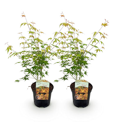 Zwei japanische Ahorn Katsura Pflanzen mit orangefarbenem Laub, Topf 19cm, Höhe ca. 70cm, laubabwerfend, von Everspring
