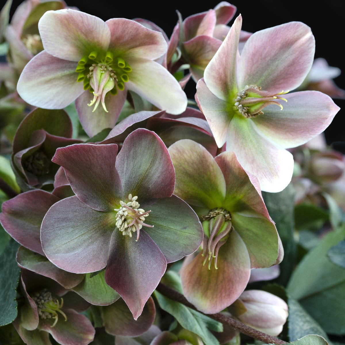 Helleborus &