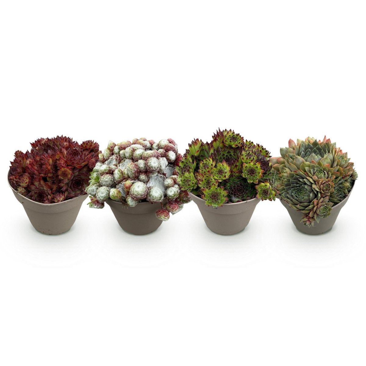 Bodendecker Sempervivum Big Sam | 4 winterharte Pflanzen – Verschiedene Farben – Pflegeleicht - Wurzelwerk Design