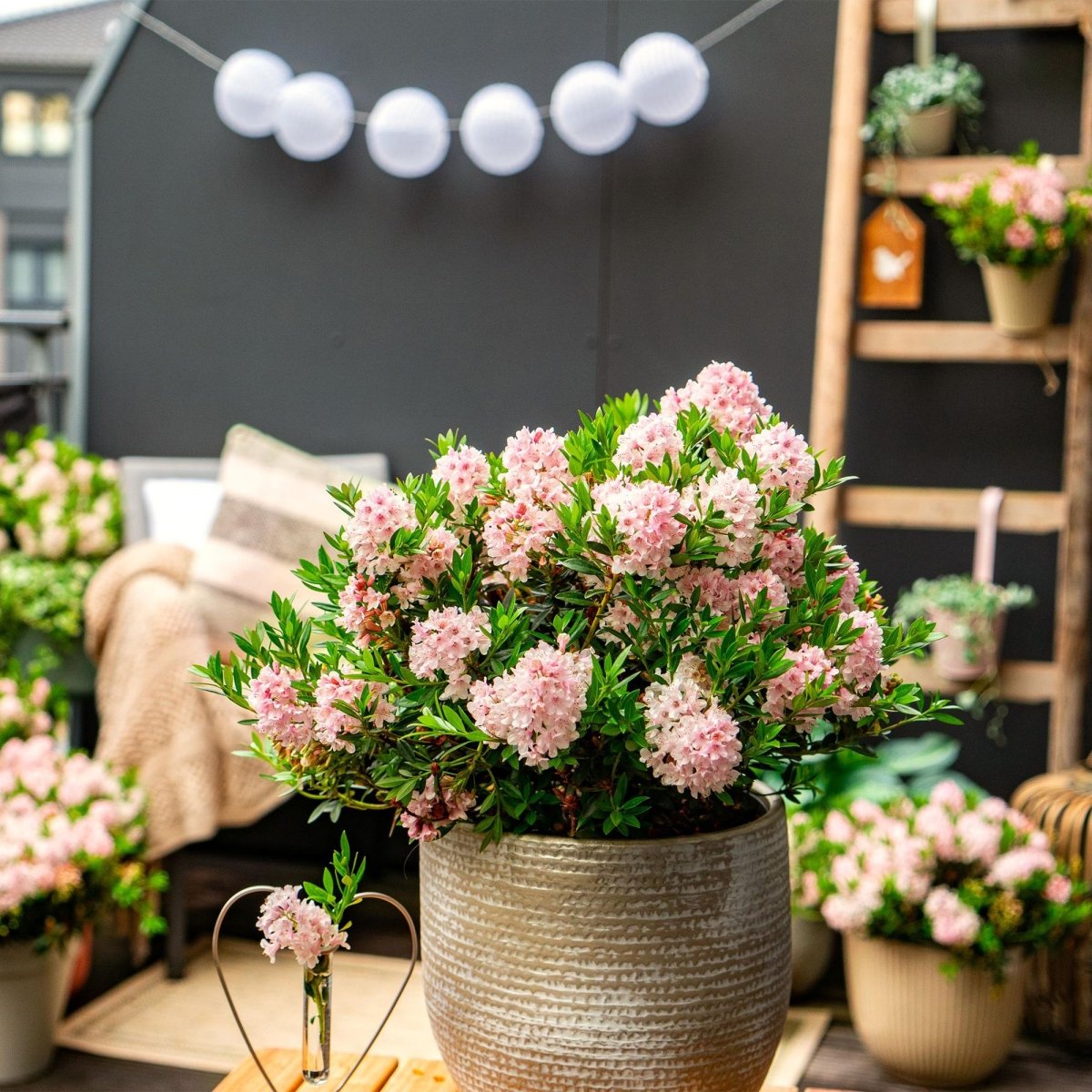 Rhododendron Bloombux Light Pink kaufen | Topf Ø 10,5 cm, Höhe 20–25 cm - Wurzelwerk Design