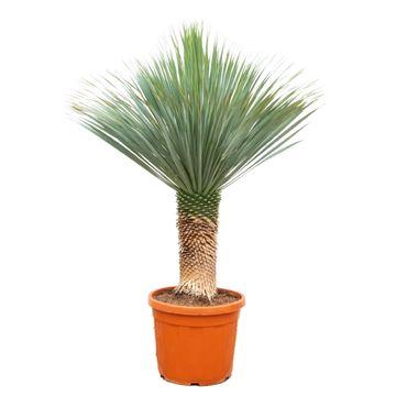 Everspring Yucca rostrata Pflanze, robuste Palmlilie mit schmalen, aufrechten Blättern, ideal für Garten und Zuhause.