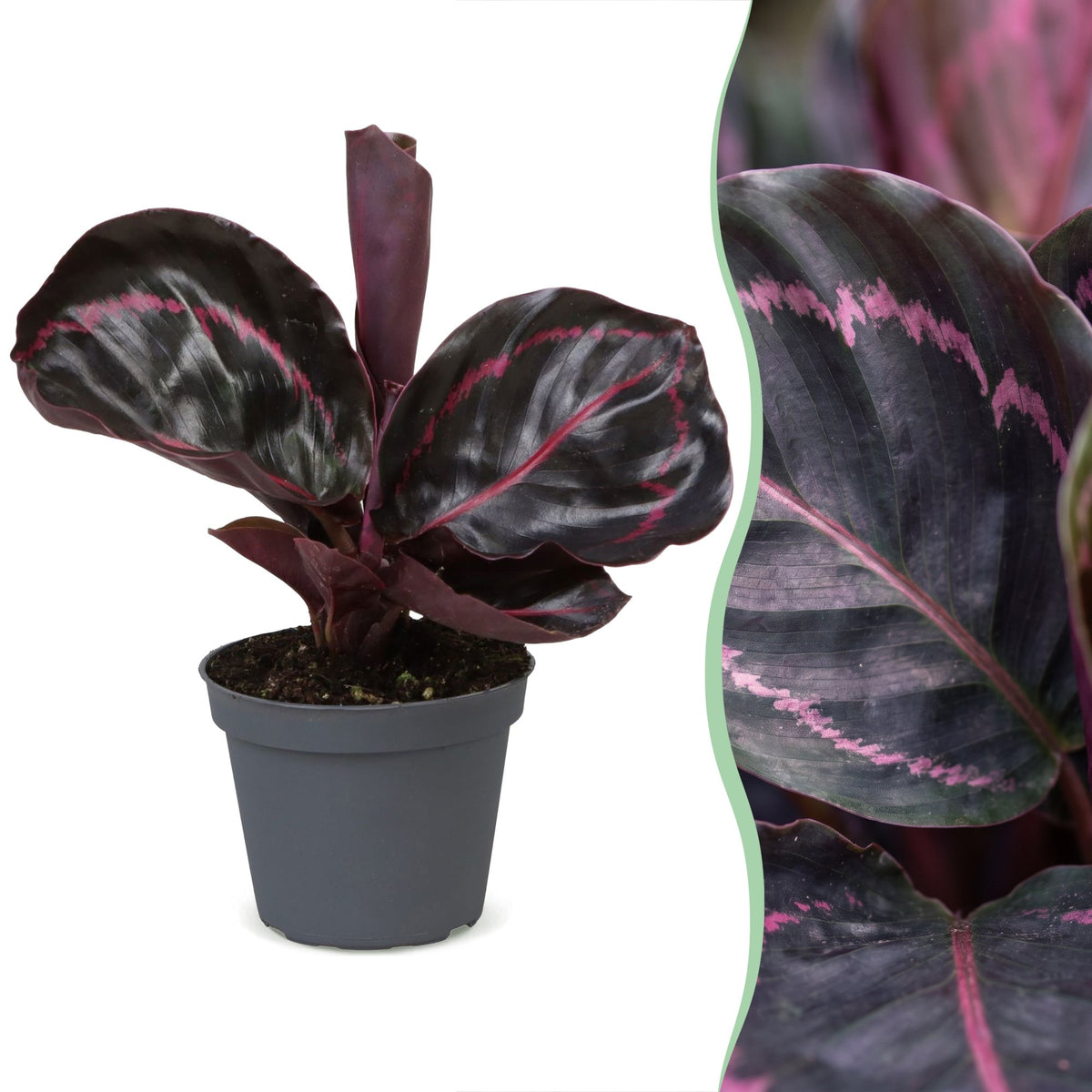 Calathea &