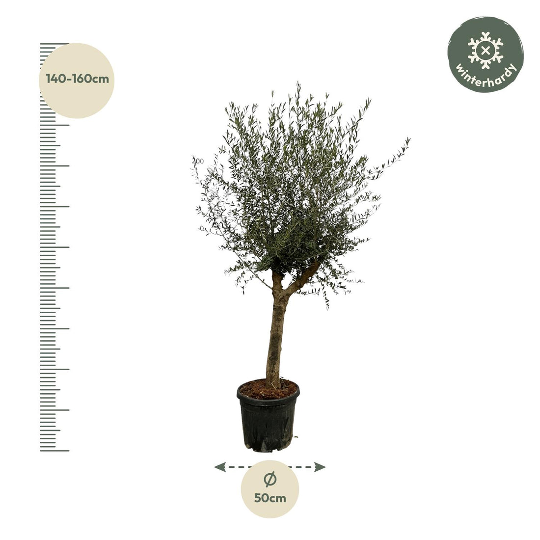 Großer Olea Lorc Olivenbaum von Everspring, 200 cm, Terrassenpflanze mit grünen Blättern und robustem Stamm.