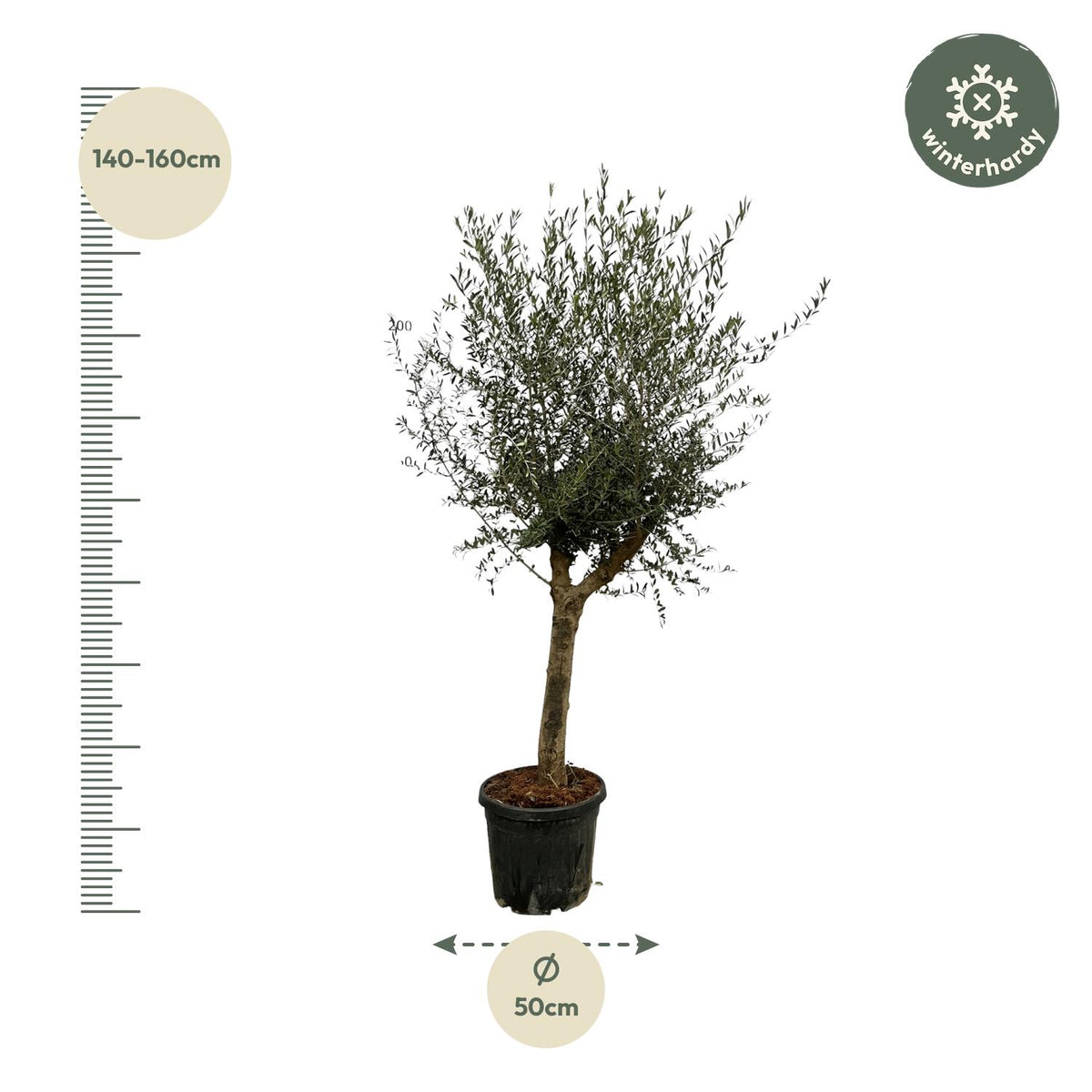 Großer Olea Lorc Olivenbaum von Everspring, 200 cm, Terrassenpflanze mit grünen Blättern und robustem Stamm.