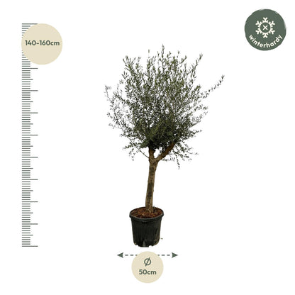 Großer Olea Lorc Olivenbaum von Everspring, 200 cm, Terrassenpflanze mit grünen Blättern und robustem Stamm.